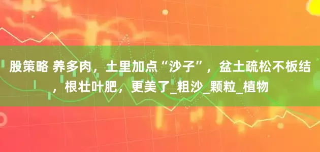 股策略 养多肉，土里加点“沙子”，盆土疏松不板结，根壮叶肥，更美了_粗沙_颗粒_植物