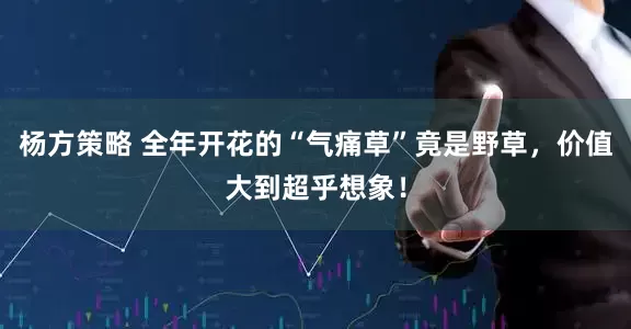 杨方策略 全年开花的“气痛草”竟是野草，价值大到超乎想象！